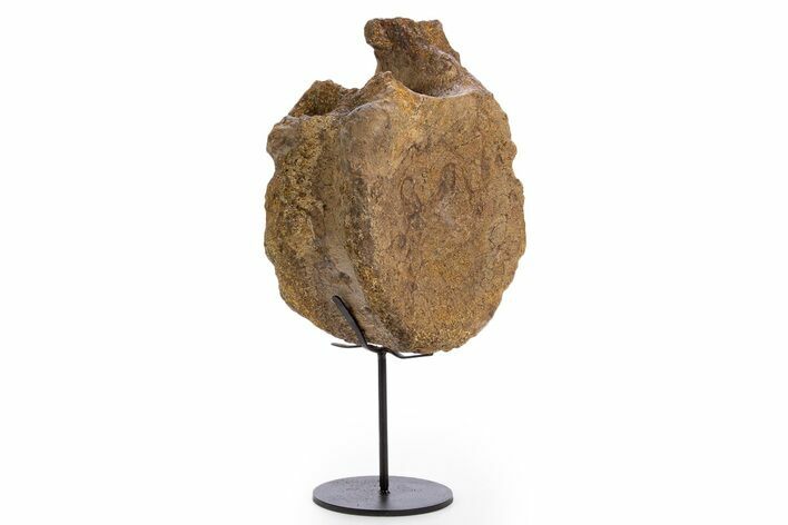 Fossil Hadrosaur Vertebra Centrum w/ Metal Stand - South Dakota #335512